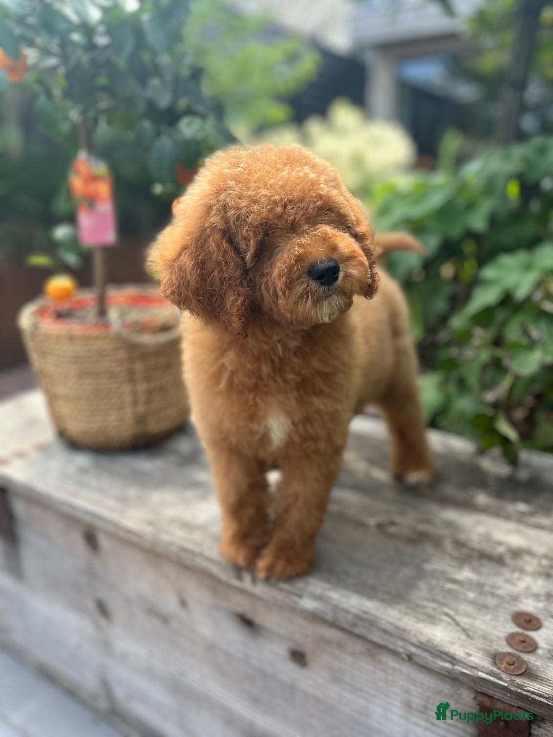 Labradoodle honden te koop: Labradoodle  - Afbeelding 5
