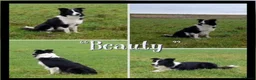Border Collie honden te koop: Prachtige, lieve Border Collie pups - Advertentie 4