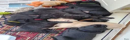 Labrador Retriever honden te koop: Hallo Labrador liefhebber  in Berkhout - Advertentie 18
