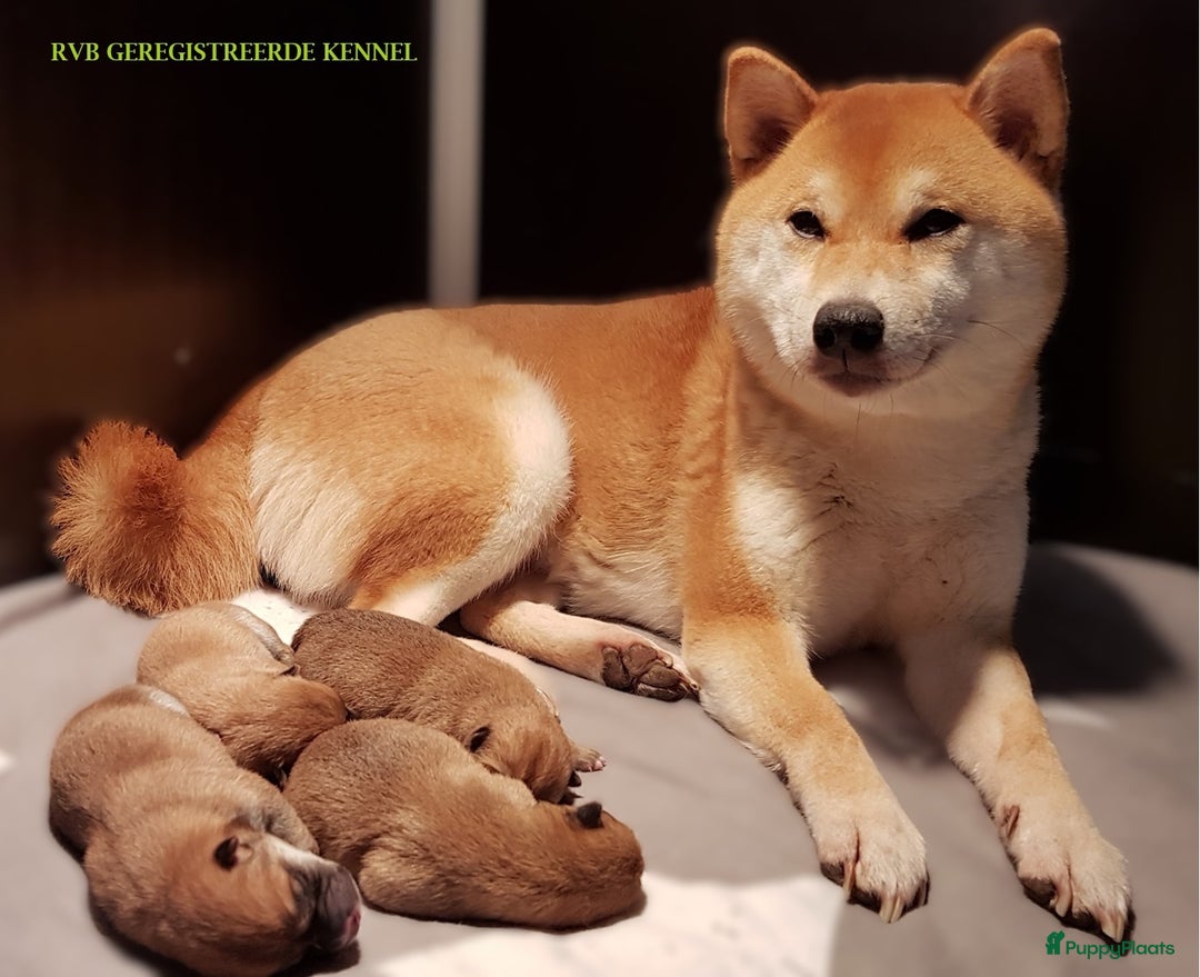 Galerij afbeelding {{count}}