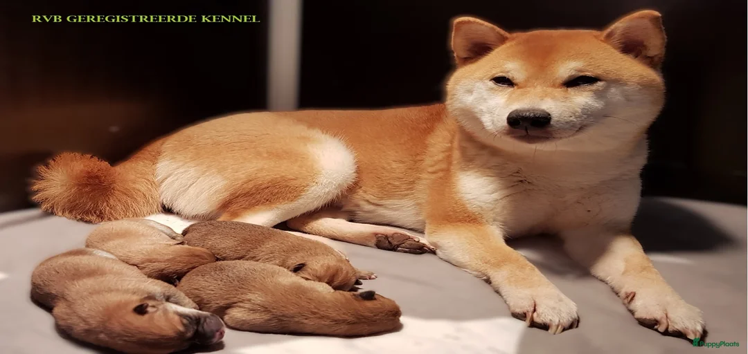 Galerij afbeelding {{count}}