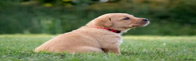 Labrador Retriever - rood