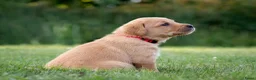 Labrador Retriever honden te koop: Labrador Retriever pups - blond en red fox - Advertentie 34