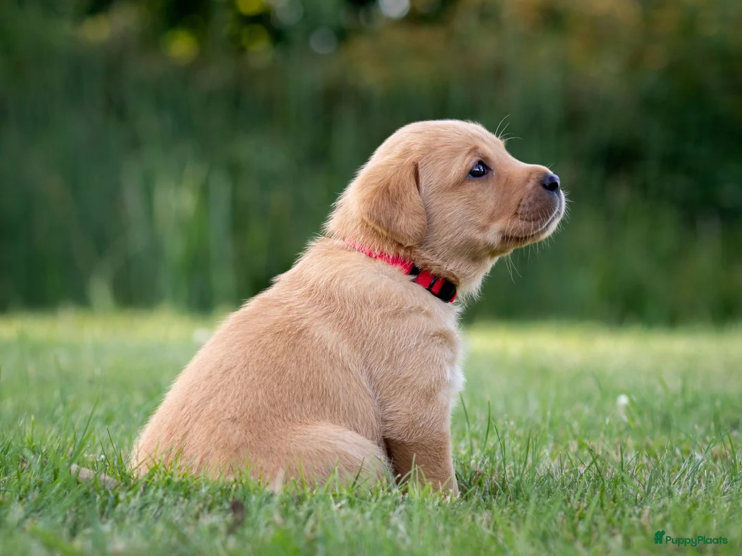 Labrador Retriever honden te koop: Labrador Retriever pups - blond en red fox - Advertentie 34
