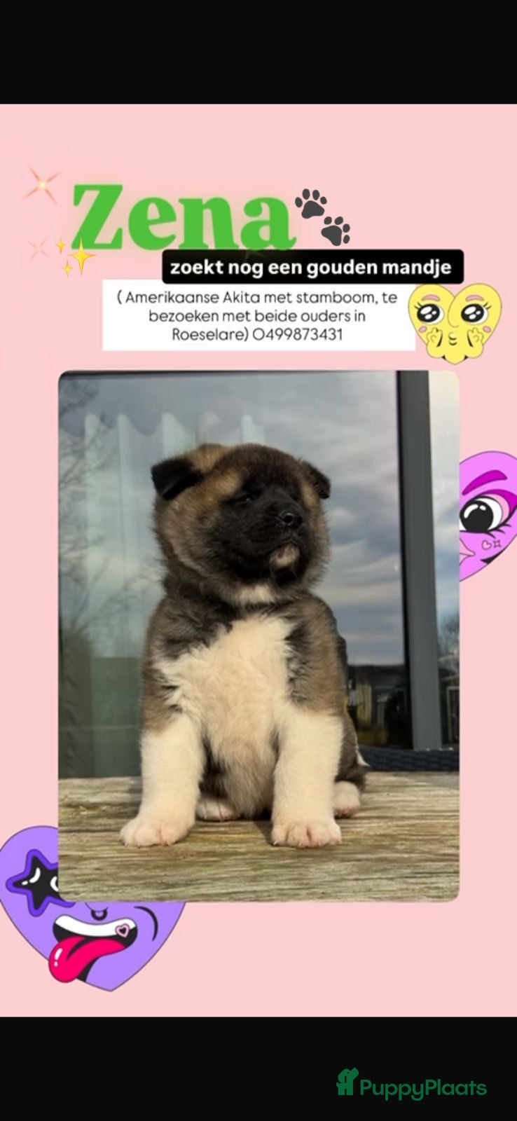 American Akita honden Zara en Zena zoeken nog een gouden mand :-) in Sluis - Advertentie 2