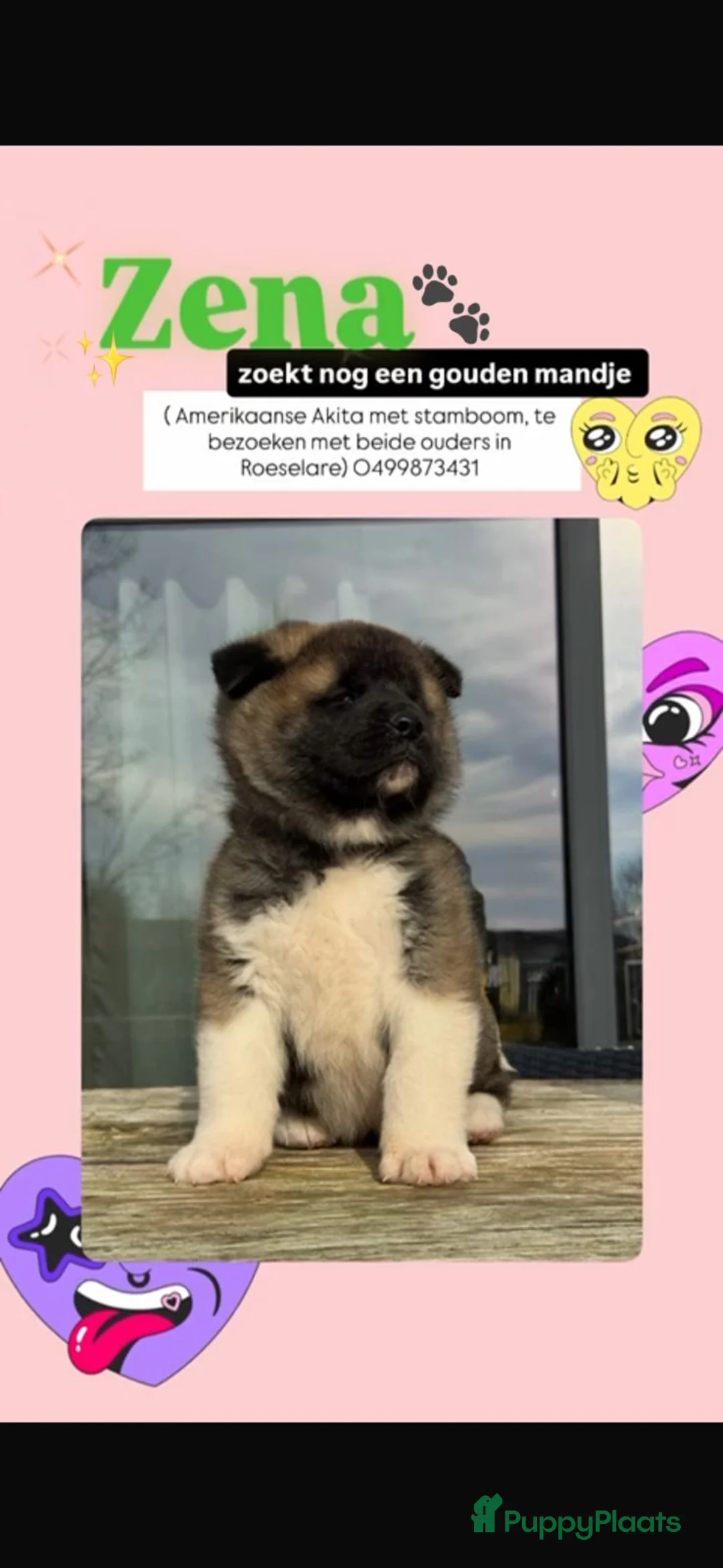 American Akita honden te koop: Zara en Zena zoeken nog een gouden mand :-) in Sluis - Advertentie 2