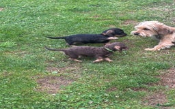 Ruwhaar Teckel honden te koop: 1 Leuke teckelpup black and tan ( TEEFJE )te koop  - Afbeelding 7
