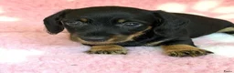 Ruwhaar Teckel honden te koop: Ruwhaar dwerg teckel pups met stamboom - Advertentie 6