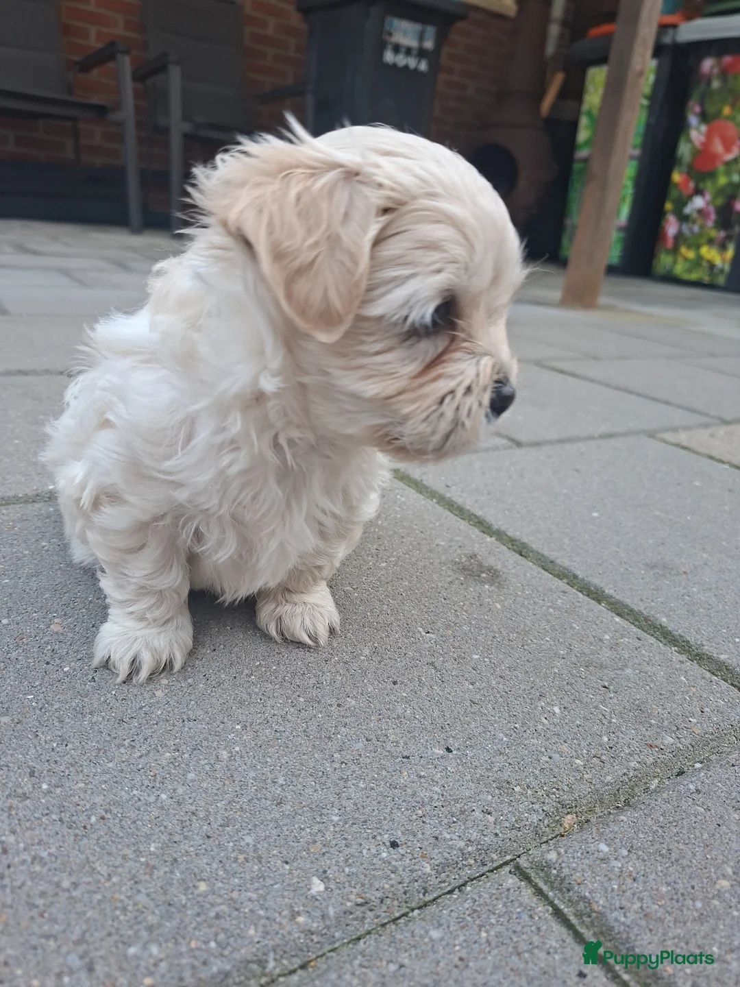 Kruising honden te koop: prachtige zandkleurige Boomer puppy  - Advertentie 2