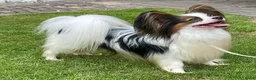 Vlinderhondje honden te koop: Zeer mooie vlinder reutjes beschikbaar - Advertentie 3