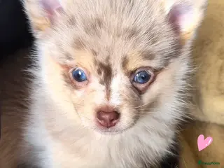 Pomchi honden SUPERSCHATTIGE POMCHI KNUFFELBEERTJES❤️ZIE FOTO'S - Advertentie 1