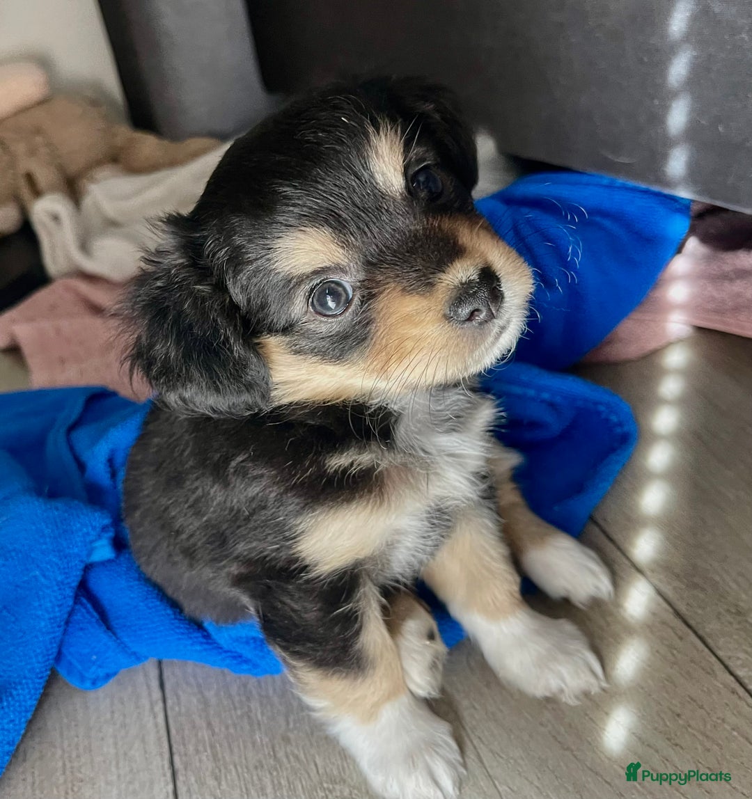 Kruising honden te koop: Chihuahua kruising pups - Advertentie 16