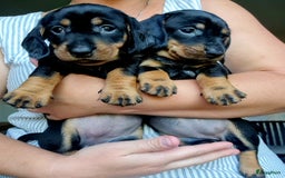 Ruwhaar Teckel honden te koop: Standaard ruwhaar teckel  - Afbeelding 30