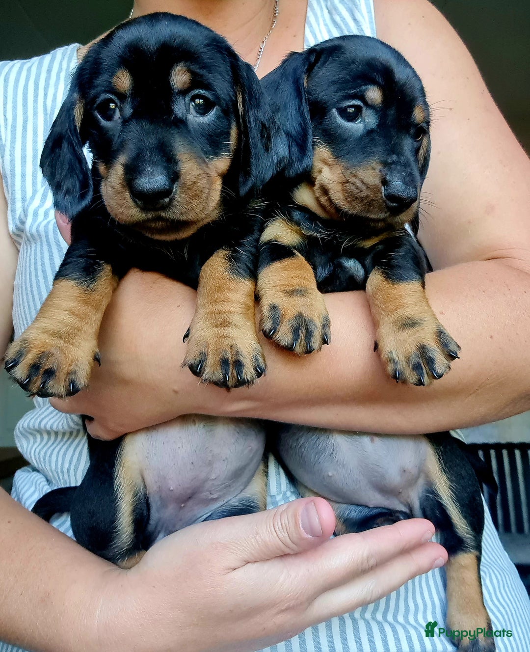 Ruwhaar Teckel honden te koop: Standaard ruwhaar teckel  - Afbeelding 30