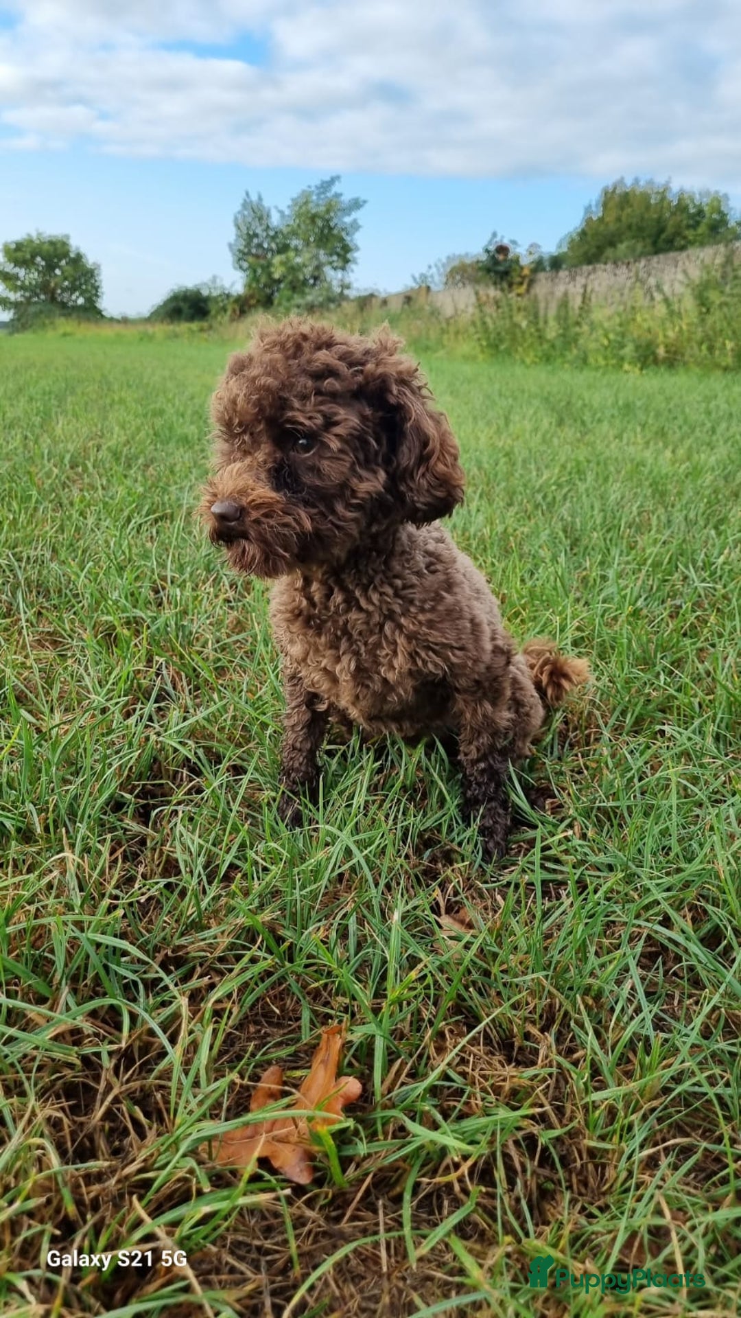 Labradoodle honden te koop: Mini Labradoodle pups. ALLEMAAL GERESERVEERD  - Advertentie 6