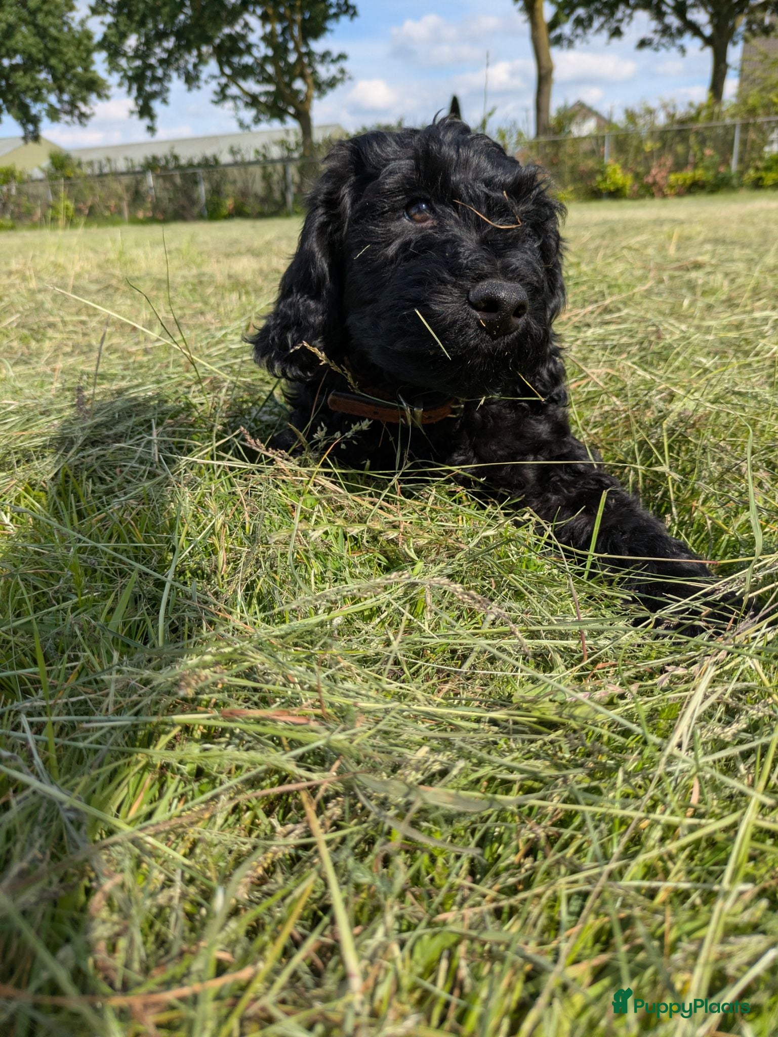 Labradoodle honden lieve zwarte Labradoodles  - Advertentie 1