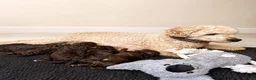 Maltipoo honden te koop: Maltipoo  - Advertentie 5