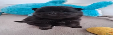 Pomeriaan Puppy 6