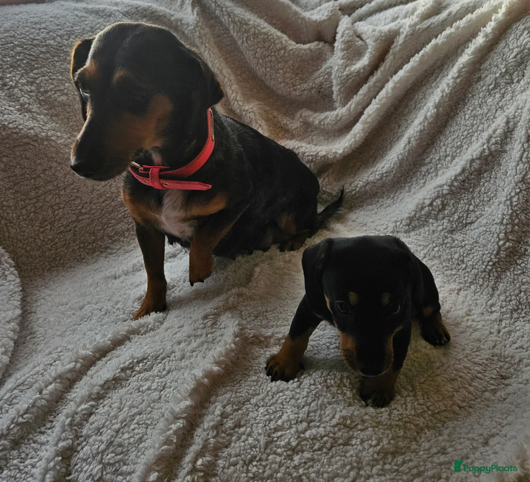 Kruising honden te koop: Teckel pup  in Dalfsen - Advertentie 5