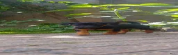Jack Russel Terriër honden te koop: ♥️Lieve JackRussel pups🐶 2Teefjes🩷🖤🤎🔎🏡♥️ - Advertentie 4