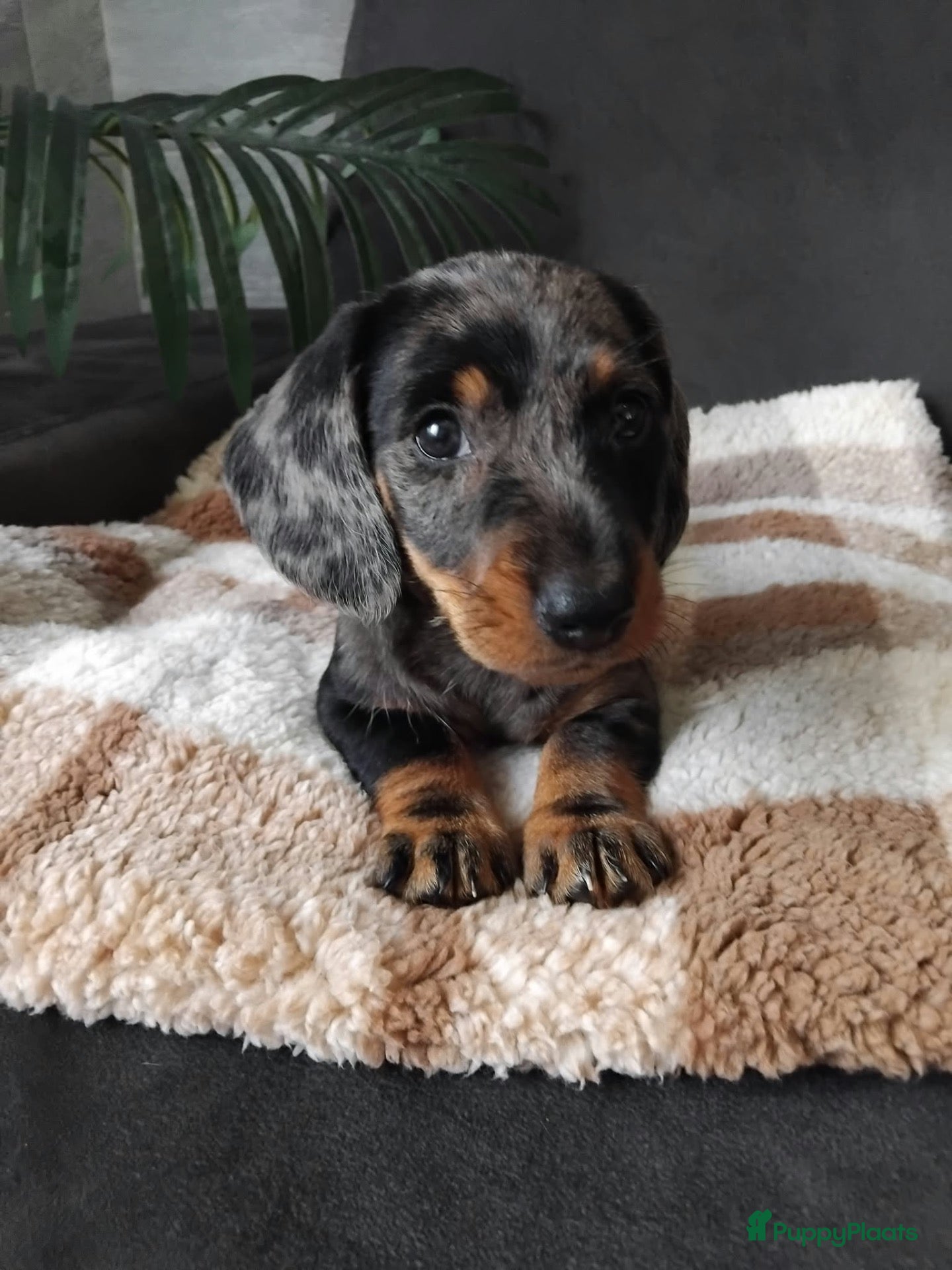 Dwergteckel honden 🐶 Prachtige Merle Dwergteckel Pups te Koop. - Advertentie 3