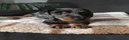 Dwergteckel honden te koop: 🐶 Prachtige Merle Dwergteckel Pups te Koop. - Advertentie 1