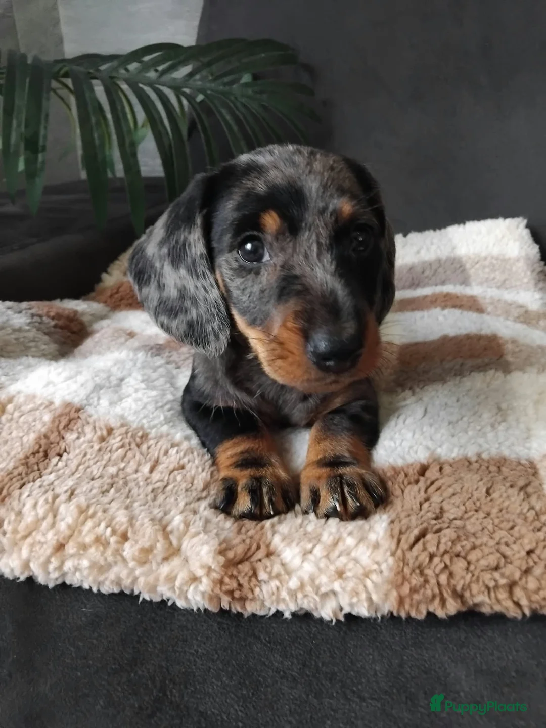 Dwergteckel honden te koop: 🐶 Prachtige Merle Dwergteckel Pups te Koop. - Advertentie 1