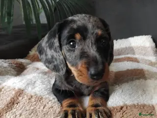 Dwergteckel honden 🐶 Prachtige Merle Dwergteckel Pups te Koop. - Advertentie 17