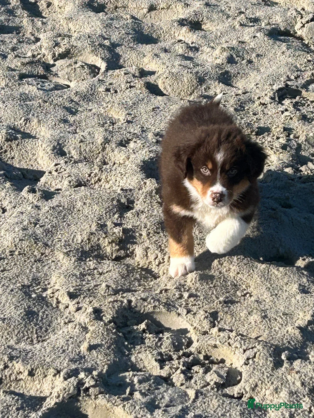 Australian Shepherd honden te koop: Miniature American shepherd - Advertentie 2