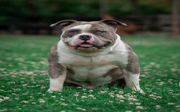Amerikaanse Bully honden ter dekking: American Bully XL dekreu  - Advertentie 1