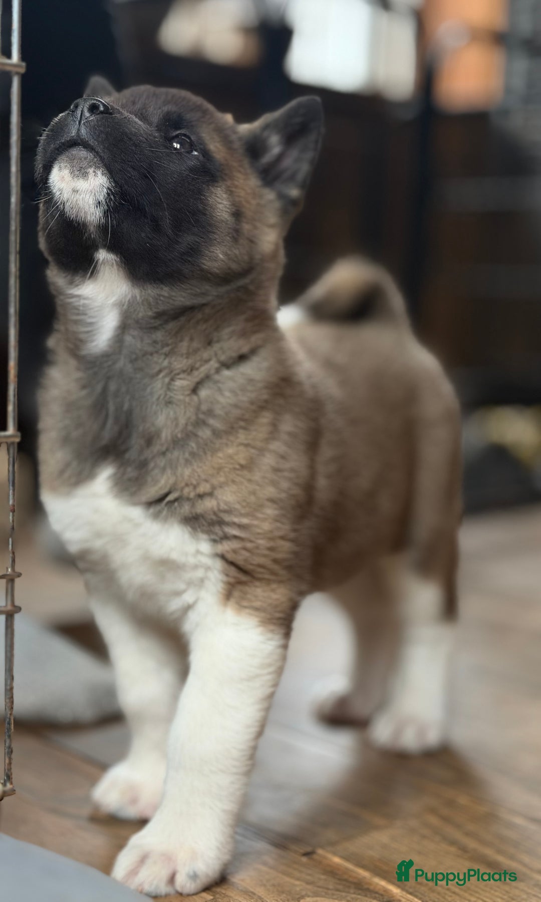 American Akita honden te koop: Prachtige American akita pups van unieke bloedlijn - Advertentie 13