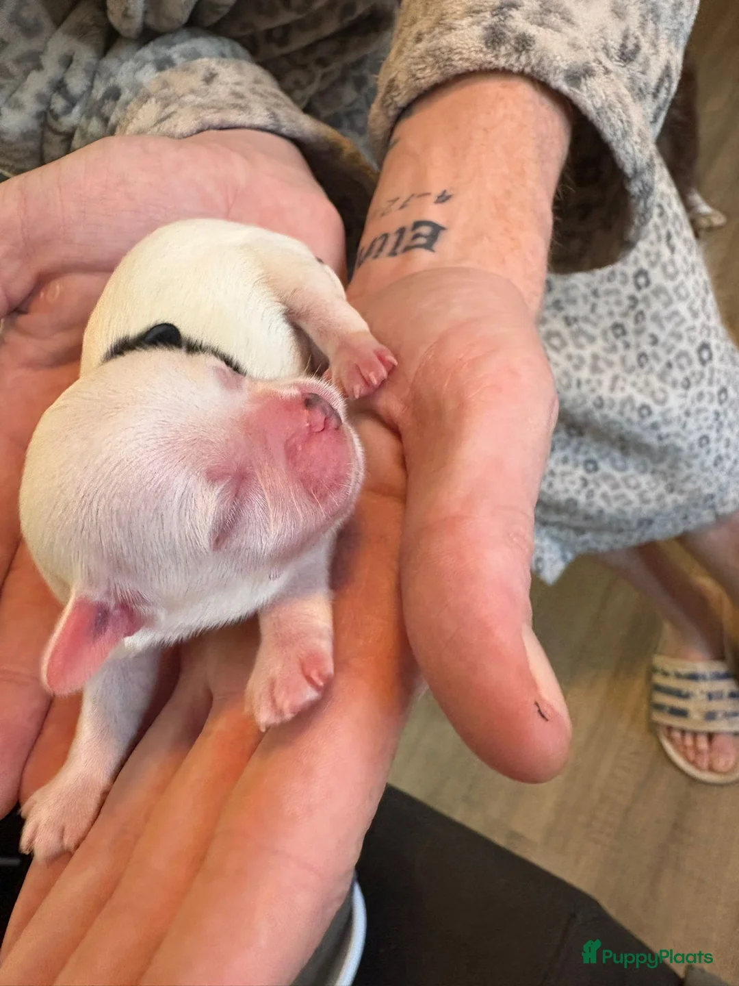 Kruising honden te koop: Mooie shitzuboomer - Advertentie 12