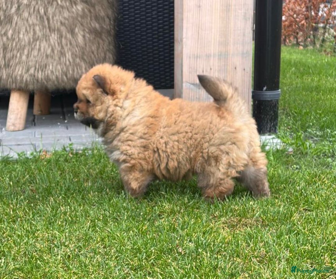 Chow Chow honden te koop: Nog 2 chow chow pups beschikbaar - Advertentie 17