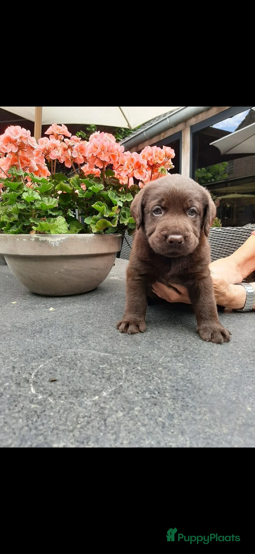 Labrador Retriever honden te koop: Labrador pups - Advertentie 1