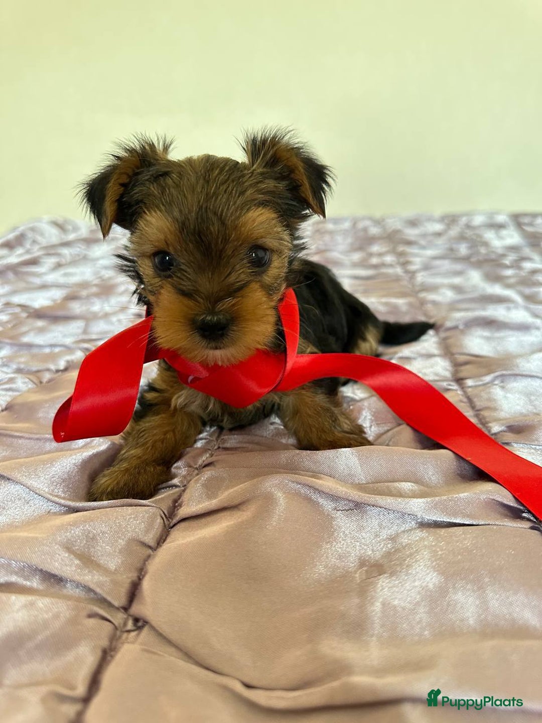 Yorkshire Terriër honden te koop: Yorkshire Terrier - Advertentie 3