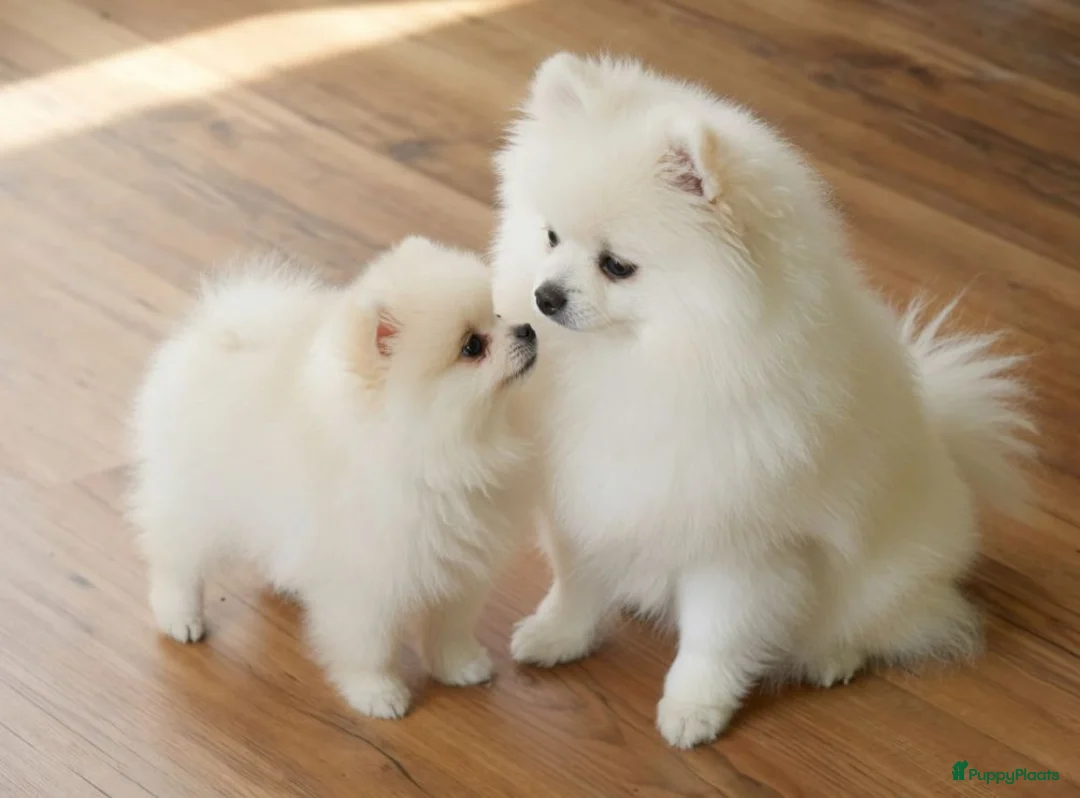 Pomeriaan honden te koop: Mini Pomeriaan  - Advertentie 4