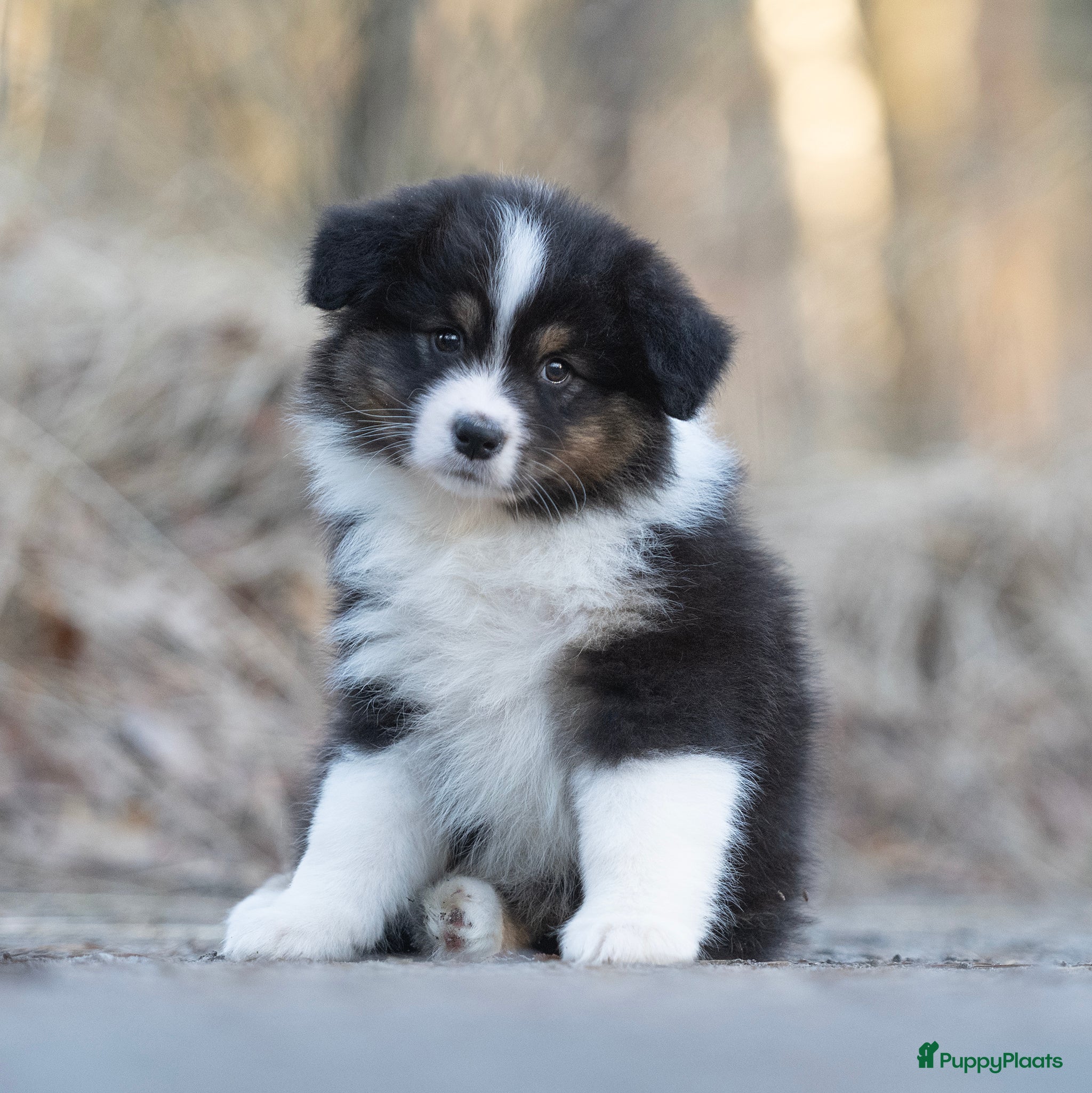 Australian Shepherd honden Australian Shepherd pups - Advertentie 9