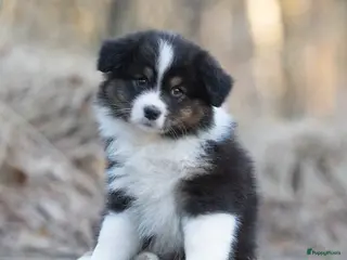 Australian Shepherd honden Australian Shepherd pups - Advertentie 9