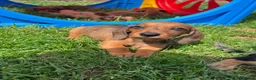 Kruising honden te koop: Dwerg teckel pupjes  - Advertentie 8