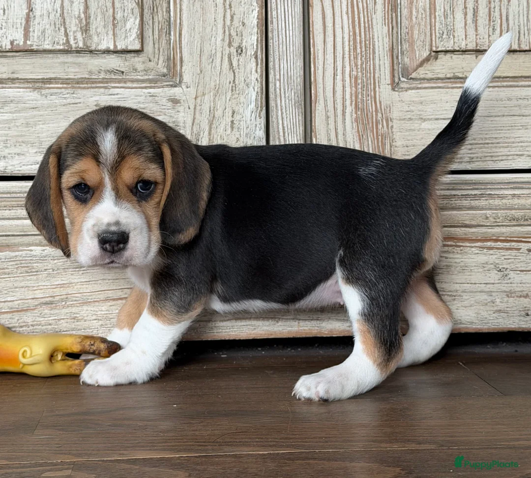 Beagle honden te koop: Beagle pups met FCI uitgebreid getest!! - Advertentie 8