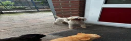 Kruising honden te koop: Maltipoo X Labradoodle in Mariahout - Advertentie 5