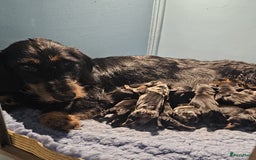 Ruwhaar Teckel honden te koop: Standaard ruwhaar teckel  - Afbeelding 5