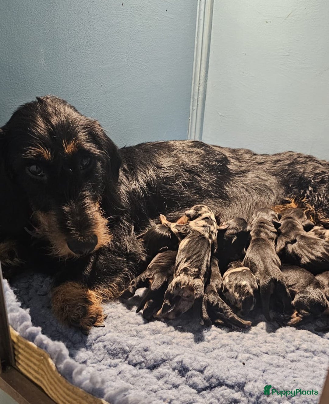 Ruwhaar Teckel honden te koop: Standaard ruwhaar teckel  - Afbeelding 5