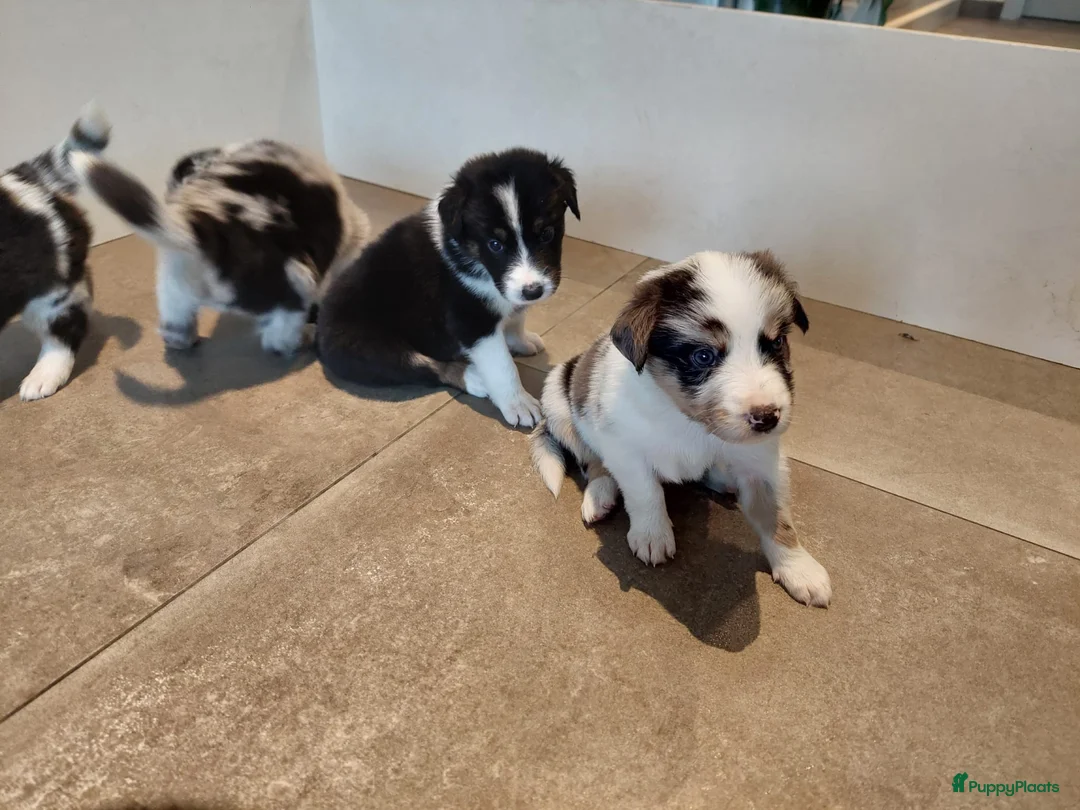Australian Shepherd honden te koop: 🐾 Warme thuis voor Australian Shepherd pups 🐾 - Advertentie 13