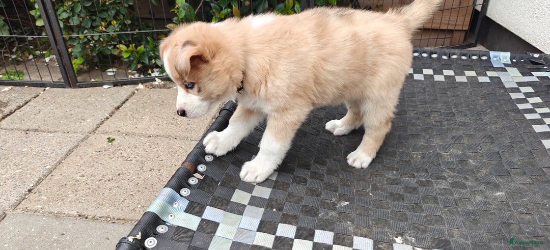 Kruising honden te koop: Borsky pup, Husky x Border Collie - Afbeelding 16