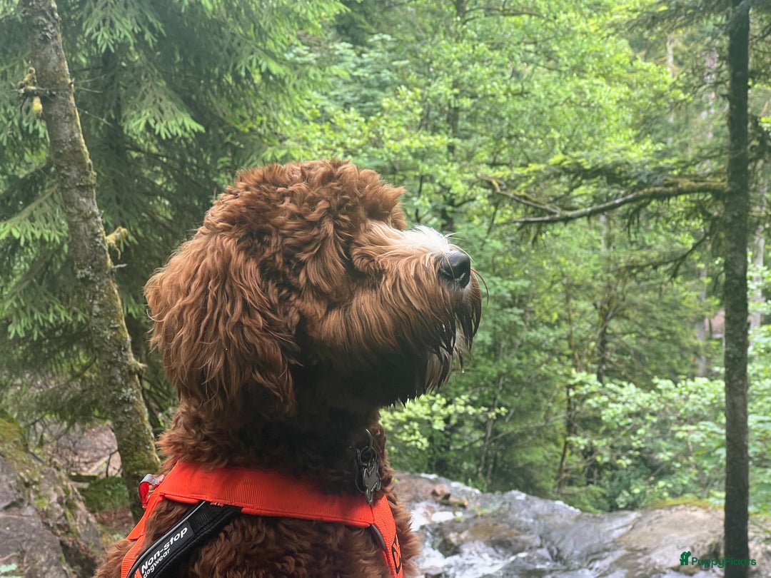 Australian Labradoodle honden ter dekking: Australian labradoodle dek reu  - Afbeelding 6