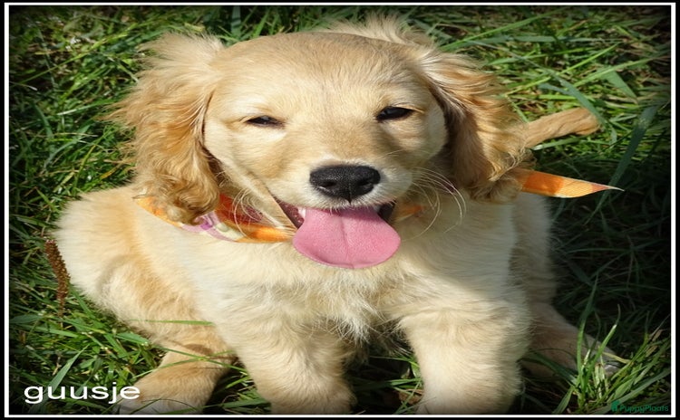 Cockapoo honden - Advertentie 12