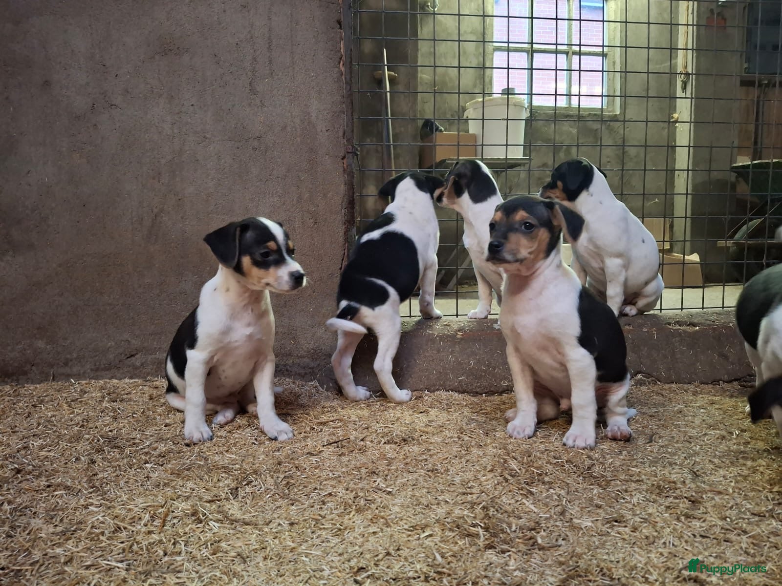 Fox Terriër Gladhaar honden boerenfox pups - Advertentie 1