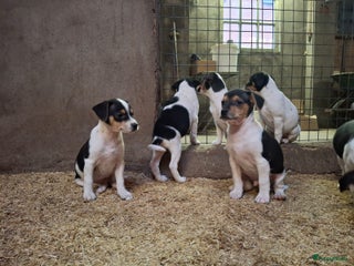 Fox Terriër Gladhaar honden boerenfox pups - Advertentie 1