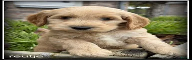 Cockapoo 4